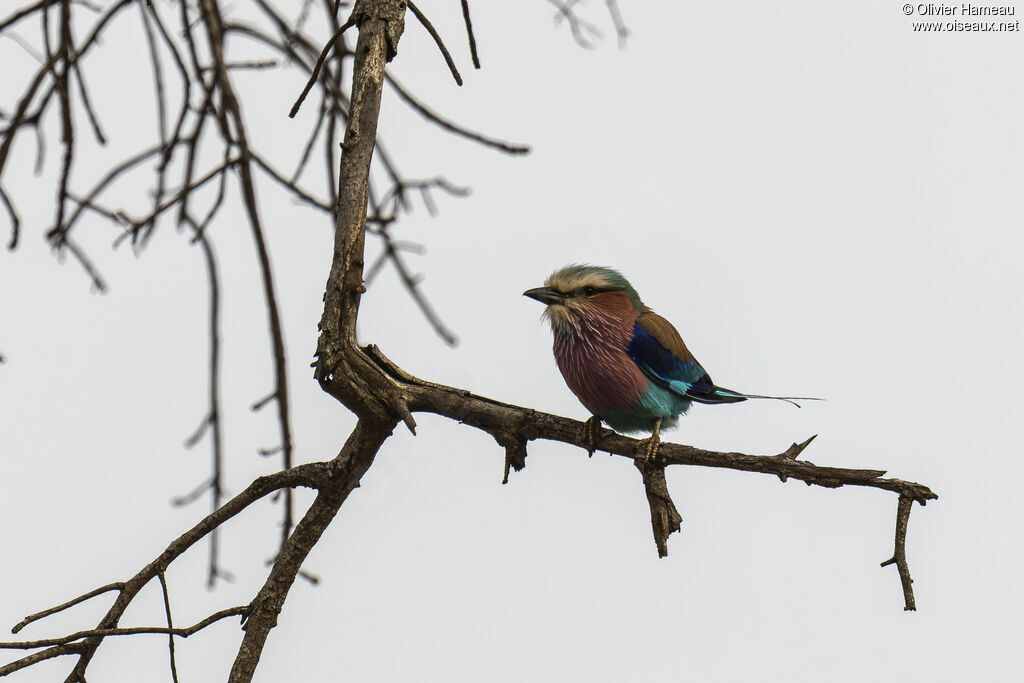 Rollier à longs brins
