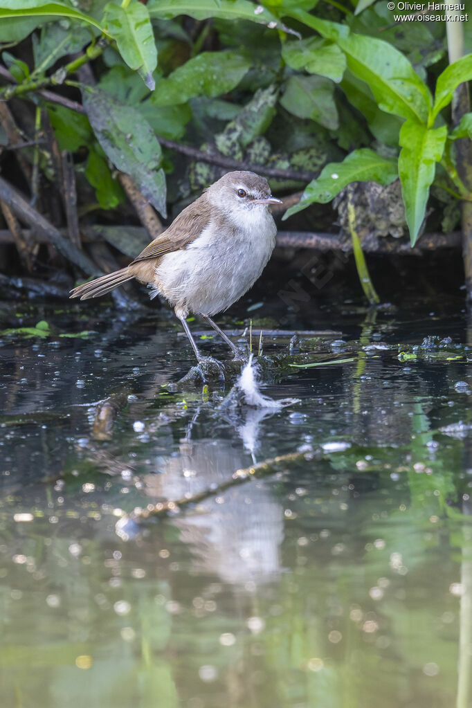Rousserolle à bec fin