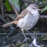 Rousserolle à bec fin