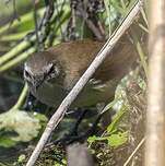 Rousserolle à bec fin