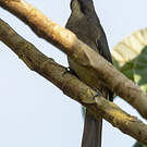 Saltator de Cabanis