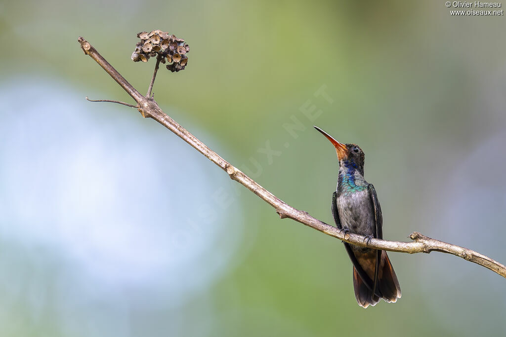 Saphir à gorge rousse