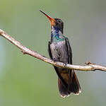 Saphir à gorge rousse