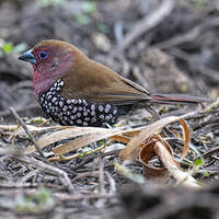 Sénégali de Verreaux