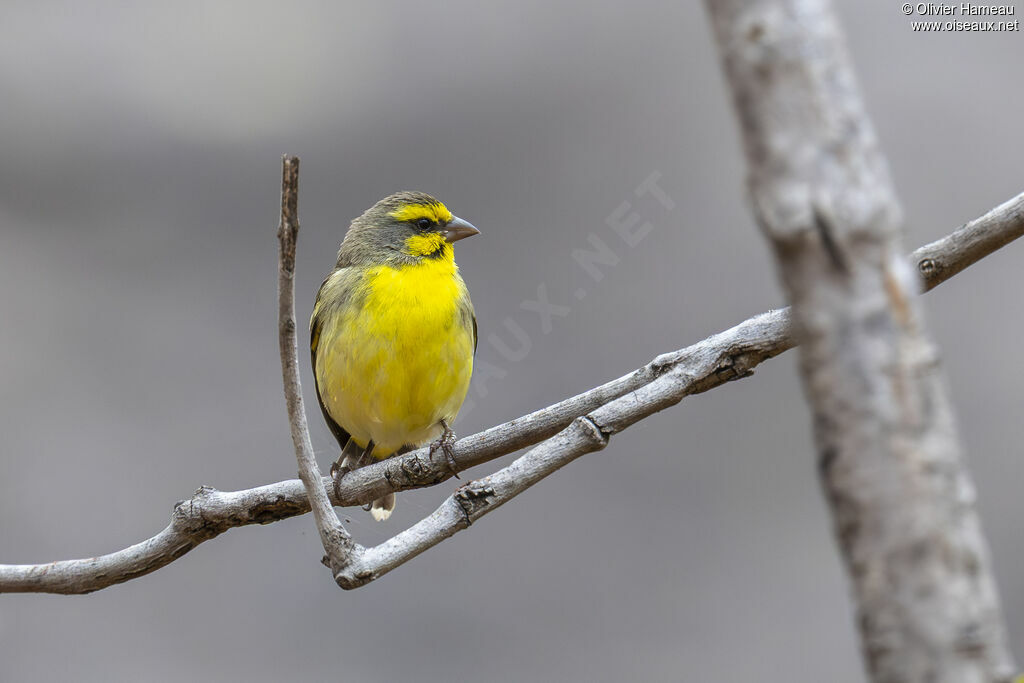 Serin du Mozambique