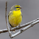 Serin du Mozambique