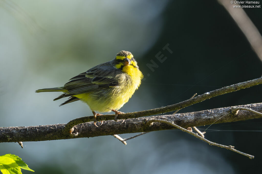Serin du Mozambique