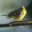 Serin du Mozambique