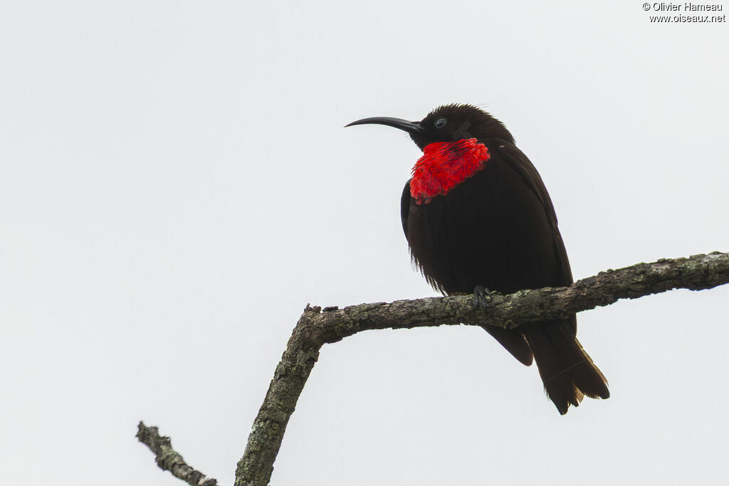 Souimanga à poitrine rouge