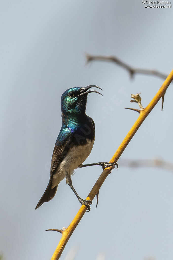 Souimanga à ventre blanc