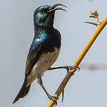 Souimanga à ventre blanc