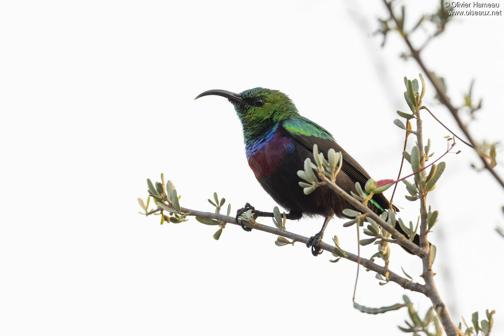 Souimanga de Mariqua - Souimanga du Marico<br />, identification