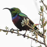 Souimanga de Mariqua