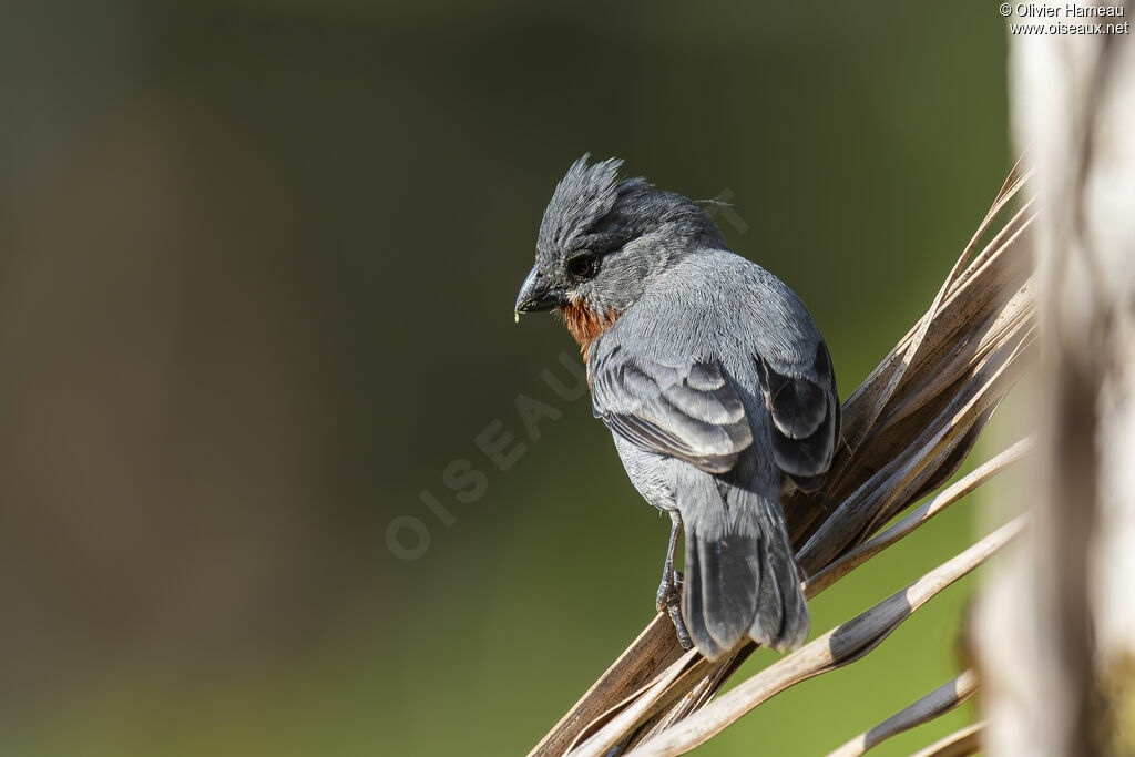 Sporophile à ventre châtain
