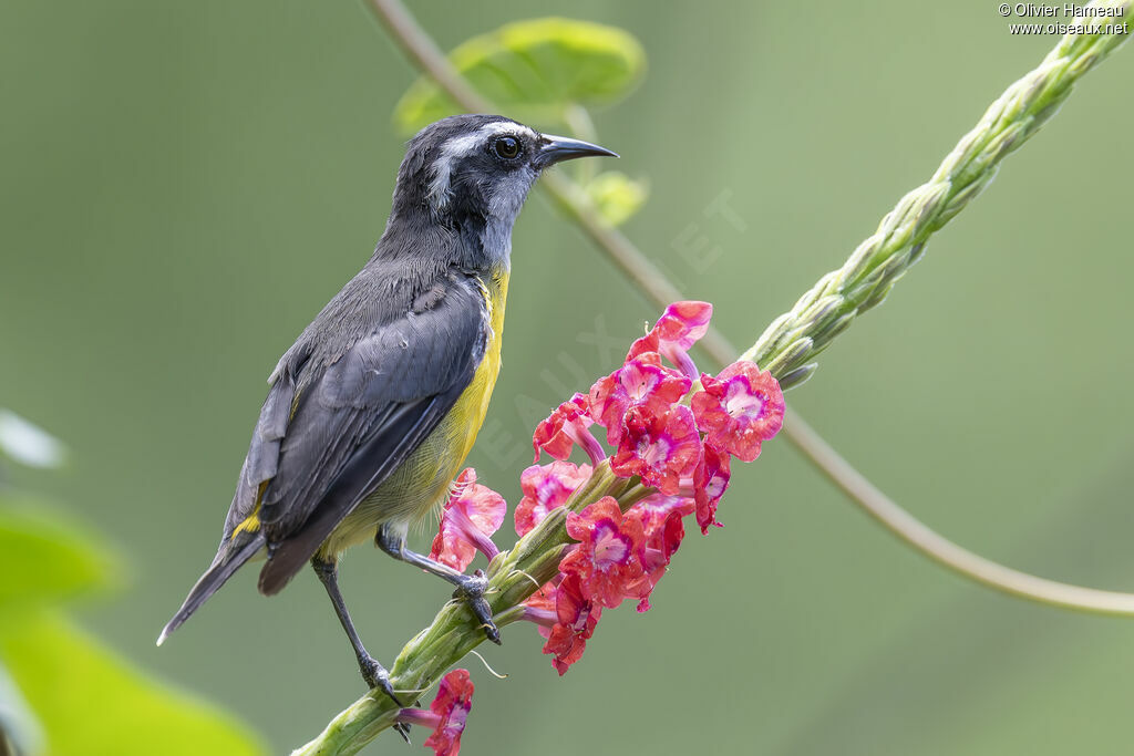 Sucrier à ventre jaune
