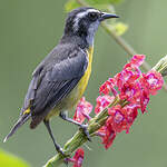 Sucrier à ventre jaune