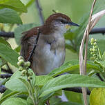 Synallaxe à gorge jaune