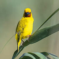 Tisserin à gorge brune