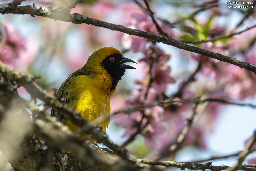 Tisserin à tête rousse