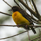 Tisserin bicolore