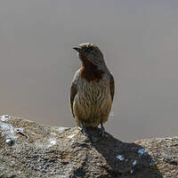 Torcol à gorge rousse