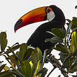 Toucan toco