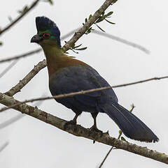 Touraco à huppe splendide
