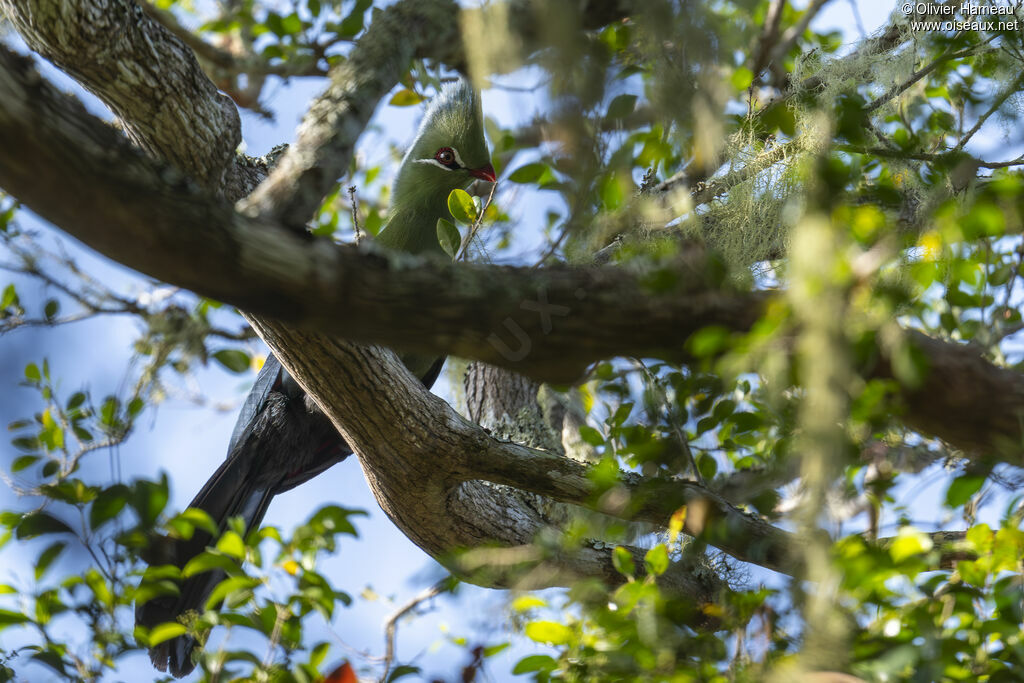 Touraco de Livingstone
