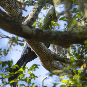 Touraco de Livingstone