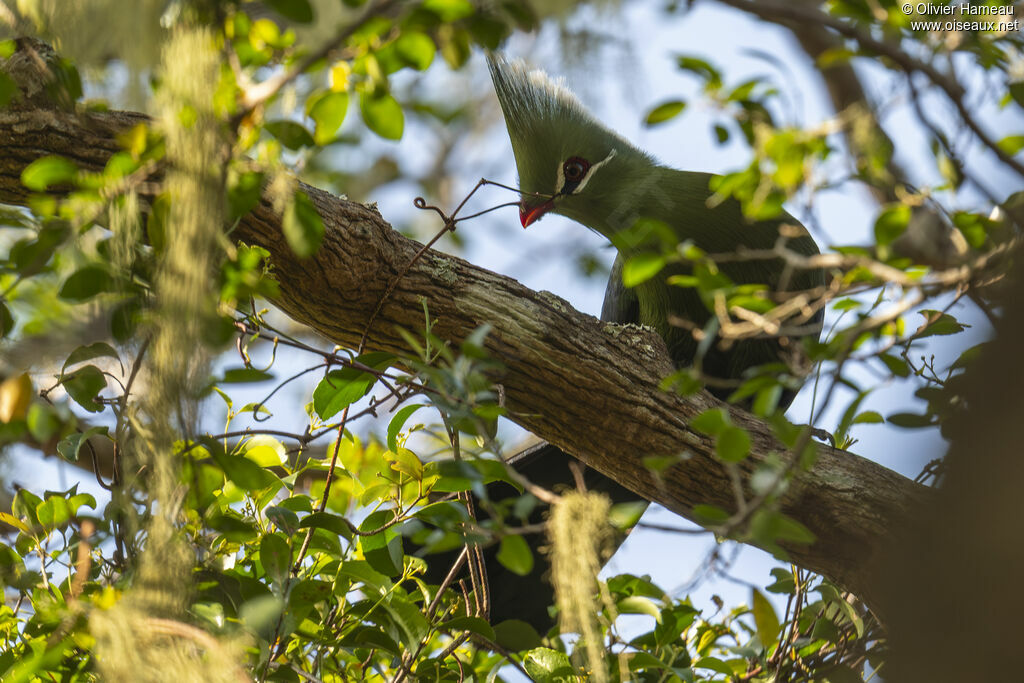 Touraco de Livingstone