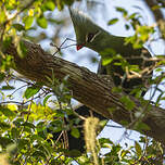 Touraco de Livingstone