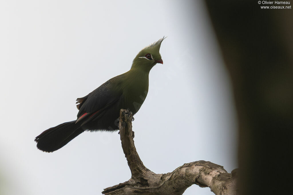 Touraco de Livingstone