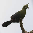 Touraco de Livingstone