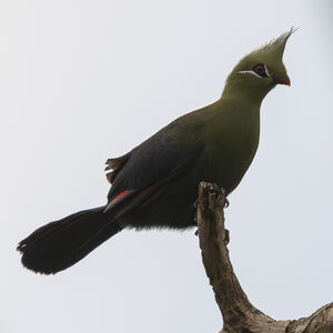 Touraco de Livingstone