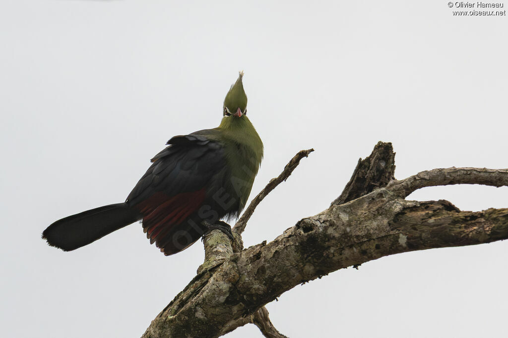 Touraco de Livingstone