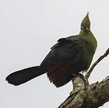 Touraco de Livingstone