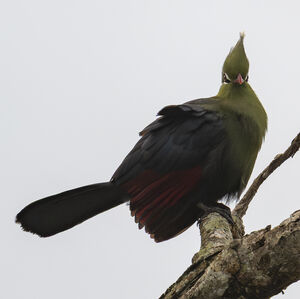 Touraco de Livingstone