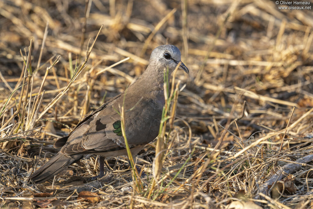 Tourtelette émeraudine, identification