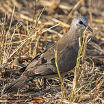 Tourtelette émeraudine