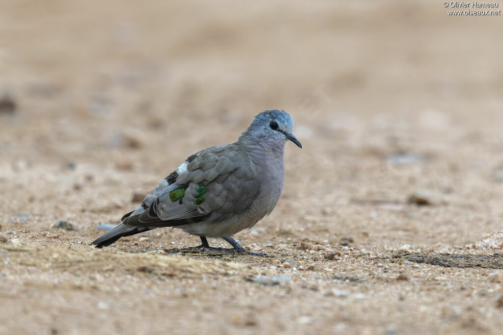 Tourtelette émeraudine, identification