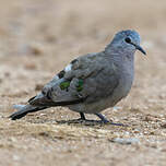 Tourtelette émeraudine