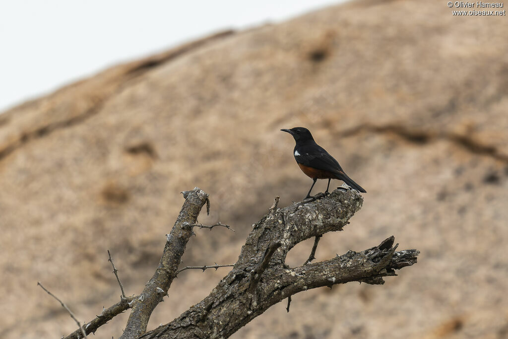 Traquet à ventre roux mâle, habitat