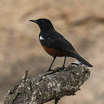 Traquet à ventre roux