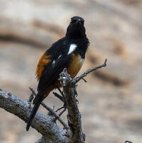 Traquet à ventre roux