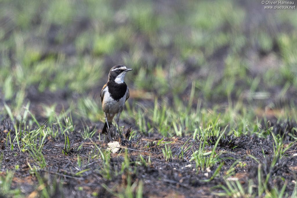Traquet du Cap, habitat