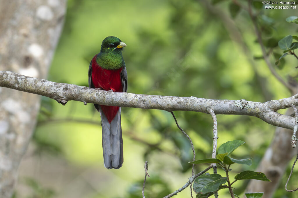 Trogon narina