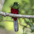 Trogon narina