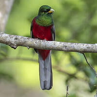 Trogon narina