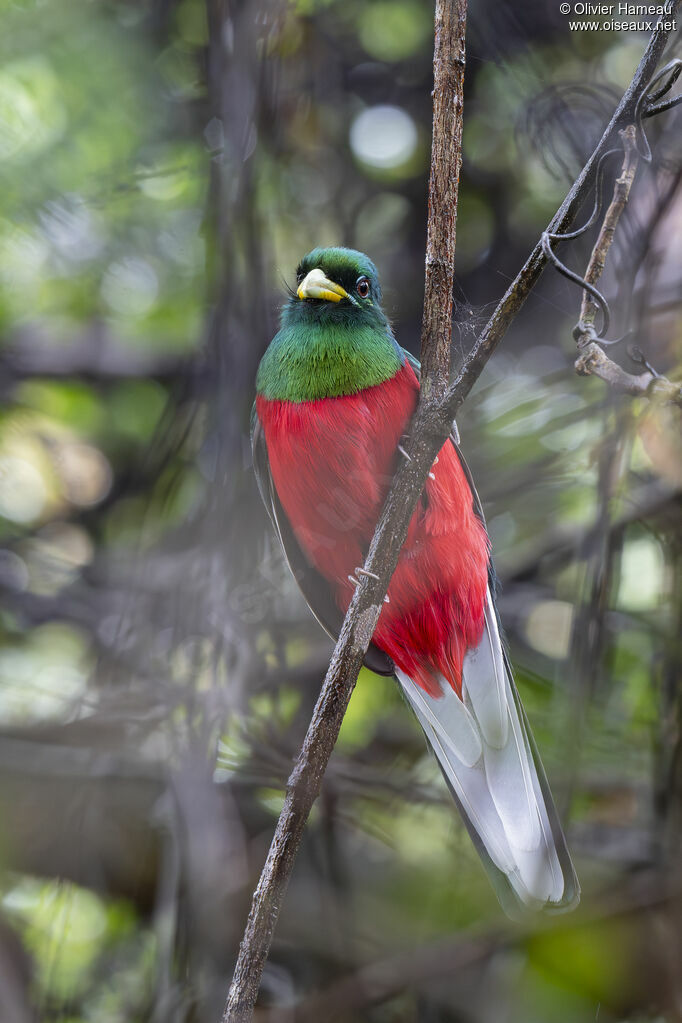 Trogon narina mâle adulte, identification