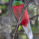 Trogon narina